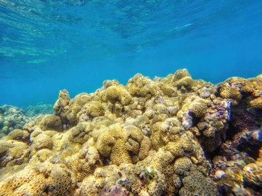 Deniz tabanının doğası. Su altındaki hayvan ve bitki yaşamı (Islas del Rosario), Kolombiya