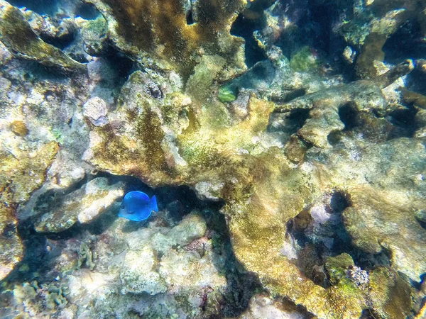 海底の性質 水の下の動物と植物の生活 Islas Del Rosario コロンビア — ストック写真