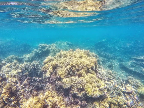 Povaha Mořského Dna Živočišný Rostlinný Život Pod Vodou Islas Del — Stock fotografie