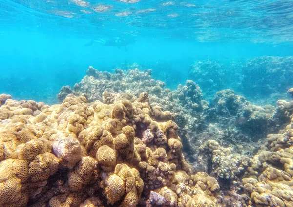 Naturze Dna Morskiego Życie Zwierząt Roślin Pod Wodą Islas Del — Zdjęcie stockowe