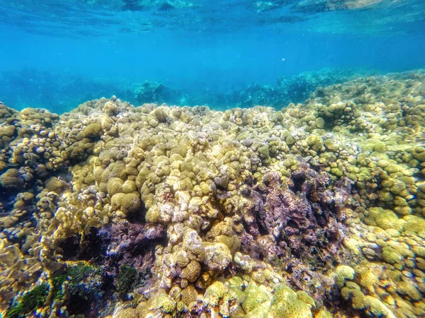 Naturze Dna Morskiego Życie Zwierząt Roślin Pod Wodą Islas Del — Zdjęcie stockowe