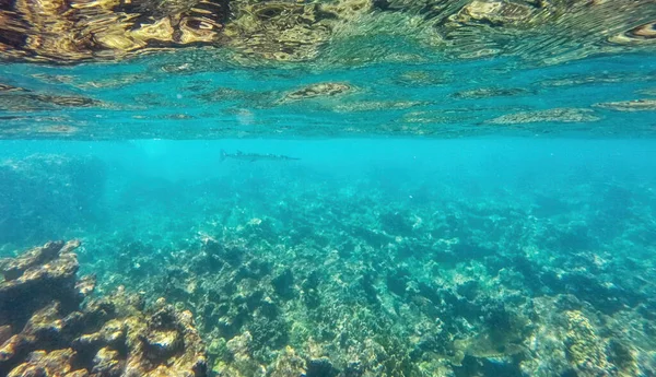 海底的性质 哥伦比亚 Islas Del Rosario 水下动植物生活 — 图库照片