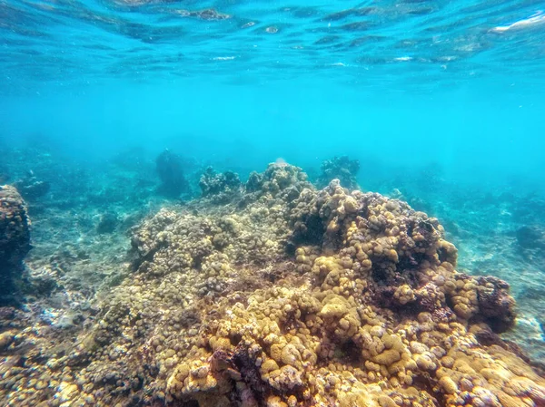 Lecho Marino Caribeño Con Colorida Vida Submarina Parque Nacional Natural —  Fotos de Stock