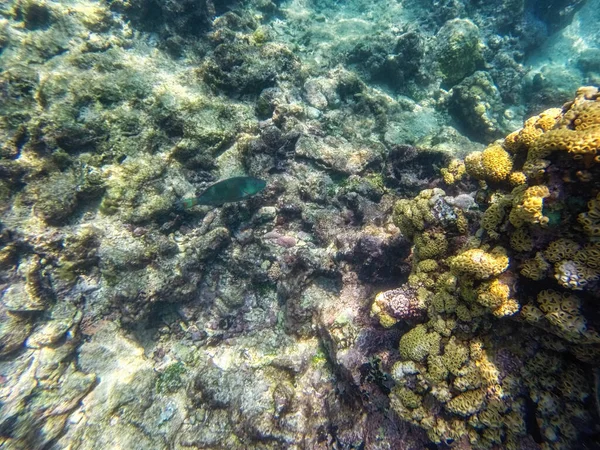哥伦比亚罗萨里奥岛自然国家公园内的海底生物五彩斑斓的加勒比海底 — 图库照片