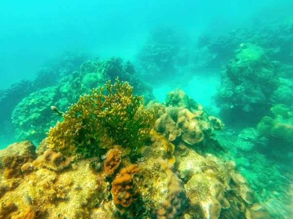 Fundo Marinho Caribenho Com Vida Subaquática Colorida Parque Nacional Natural — Fotografia de Stock