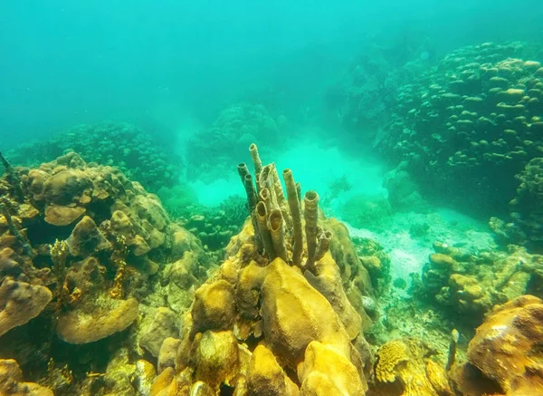 哥伦比亚罗萨里奥岛自然国家公园内的海底生物五彩斑斓的加勒比海底 — 图库照片