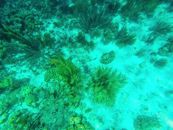 自然公園でカラフルな水中生活を持つカリブ海の海底 Islas Del Rosario コロンビア — ストック写真