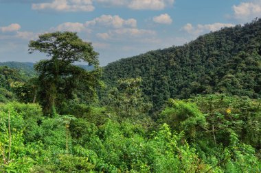 Günbatımında Mindo bulut ormanı, Mindo, Quito bölgesi, Ekvador.
