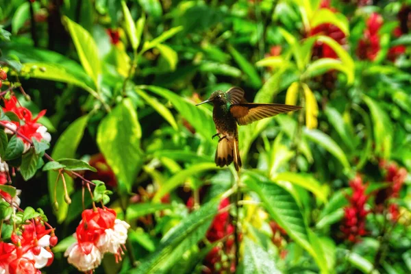 Colibri Gorgé Feu Vol Près Fleurs Fuchsia Rouge Équateur Avec — Photo