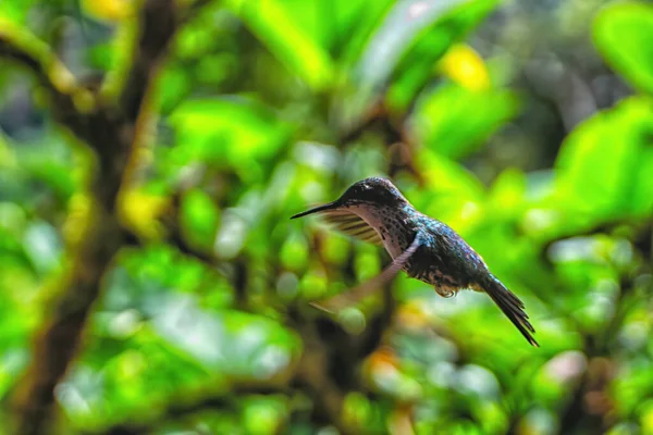 美丽多彩的蜂鸟在飞行 厄瓜多尔 — 图库照片