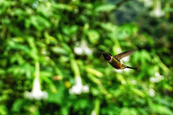 飞行的细节 移动的翅膀 白腹的木星蜂鸟 背景清澈绿色 来自厄瓜多尔Tandayapa的鸟 热带森林中的蜂鸟 — 图库照片