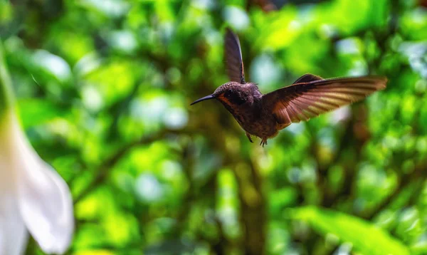 Brown Inca Coeligena Wilsoni Volant Equateur Oiseau Dans Jardin Fleuri — Photo