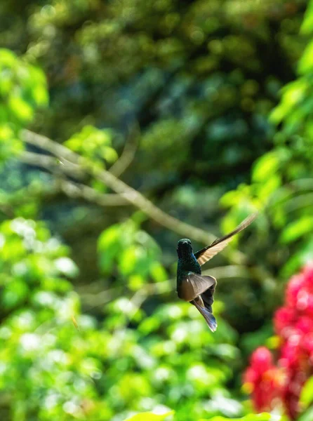 Hummingbird Hovering Wings Spread Looking Camera Colorful Background Wildlife Nature — Stock Photo, Image