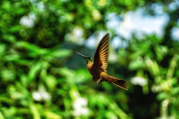 Uçan Güzel Görkemli Sinekkuşu Yeşil Bulanık Bir Arka Planla Yandan — Stok fotoğraf