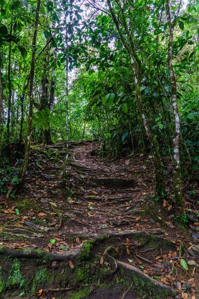 Detalles Del Bosque Nuboso Reserva Bellavista Cerca Mindo Ecuador — Foto de Stock