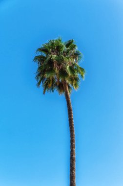 Parlak mavi gökyüzüne karşı uzun hurma ağaçları...