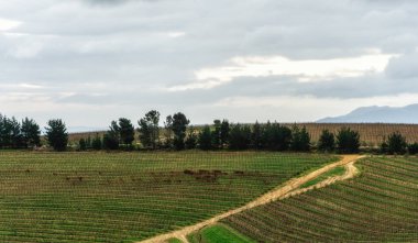 Güney Afrika 'da Franschhoek yakınlarında taze üzümler yetişiyor.