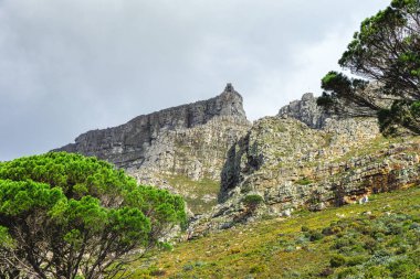 Dağın eteğinden Cape Town 'un Masa Dağı' na. Table Dağı, Güney Afrika 'da bulunan dünyanın yedi harikasından biridir.