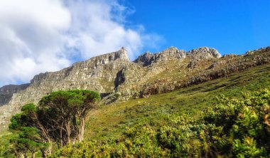 Cape Town, Güney Afrika 'daki Masa Dağı manzarası. Güzel manzaralı doğal manzara ve doğa stoklarında tatil yaparken doğa yürüyüşü ve macera için turistik cazibe.