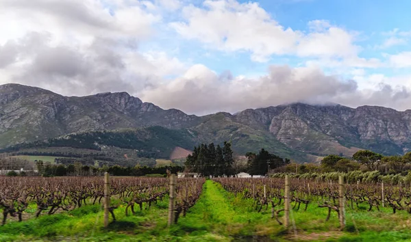 Vineyards Landscape Franschhoek Area Western Cape South Africa Africa — Stock Photo, Image
