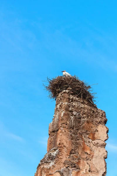 Ein Storch Auf Den Ruinen Des Badi Palastes Marrakesch Marokko — Stockfoto