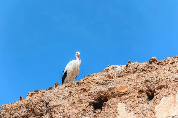 Ein Storch Auf Den Ruinen Des Badi Palastes Marrakesch Marokko — Stockfoto