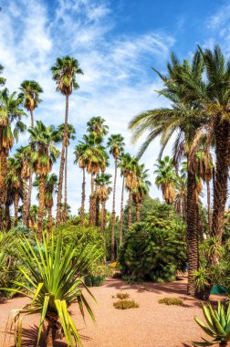 Marakeş 'teki Majorelle Garden' da. Kalabalık bir şehrin ortasında bir vaha gibi. Marakeş, Fas