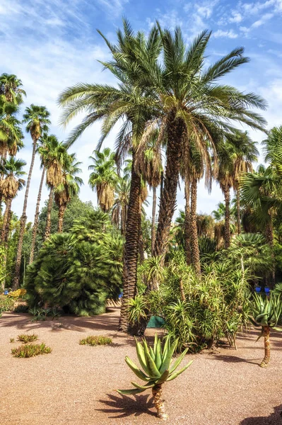 Majorelle Garden Marrakech Een Oase Midden Een Bruisende Stad Marrakech — Stockfoto