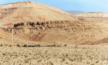 Sahra 'da taş çöl, Quarzazate, Fas, Afrika' da. Sahra 'da taş çöl