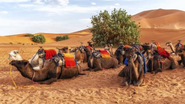 Sahra Çölü, Merzouga, Fas 'ta turistlerle gezintiye çıkmaya hazır develer..