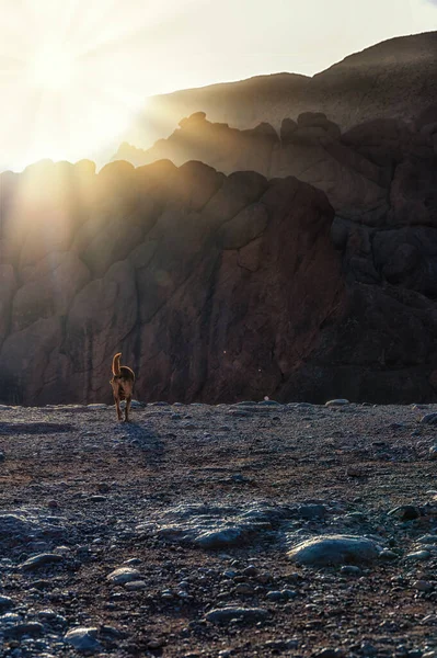 A Single dog walks towards the Monkey fingers Mountain ridge, Morocco