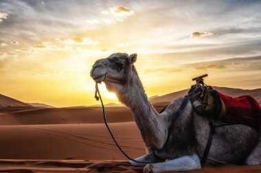 Gün batımında, Sahra ve Fas 'ta çölde gökyüzüne karşı oturan Dromedary develeri.
