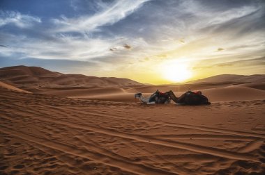 Sahra Çölü, Merzouga, Fas, Kuzey Afrika 'da dinlenen develer.