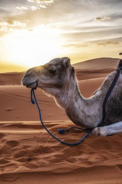 Gün batımında, Sahra ve Fas 'ta çölde gökyüzüne karşı oturan Dromedary develeri.