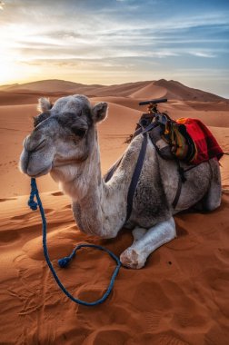 Gün batımında, Sahra ve Fas 'ta çölde gökyüzüne karşı oturan Dromedary develeri.