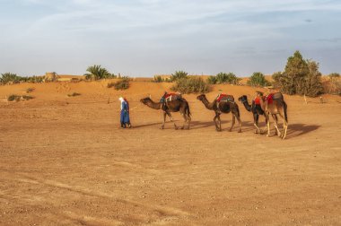 Sahra Çölü, Merzouga, Fas 'ta deve kervanı ve berber rehberi.