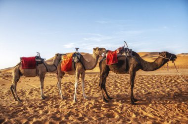 Sahra Çölü, Merzouga, Fas, Kuzey Afrika 'da dinlenen develer.