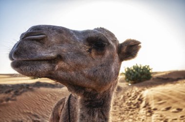 Sahra Çölü, Fas 'ta bir dromedary' nin yakın çekimi.