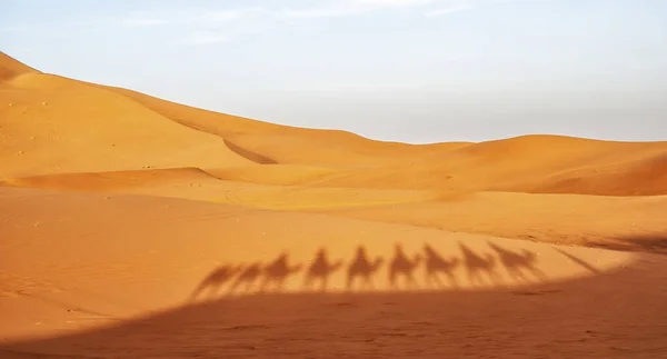 Sombra Camello Desierto Marruecos Imagen De Stock