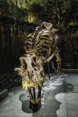 Leiden 'daki Naturalis Biyolojik Çeşitlilik Merkezi' nde Trix adında bir Tyrannosaurus Rex iskeleti. Dişi iskeleti dünya çapında ünlü oldu.