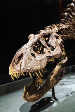 Leiden 'daki Naturalis Biyolojik Çeşitlilik Merkezi' nde Trix adında bir Tyrannosaurus Rex iskeleti. Dişi iskeleti dünya çapında ünlü oldu.