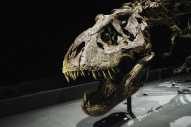 Leiden 'daki Naturalis Biyolojik Çeşitlilik Merkezi' nde Trix adında bir Tyrannosaurus Rex iskeleti. Dişi iskeleti dünya çapında ünlü oldu.