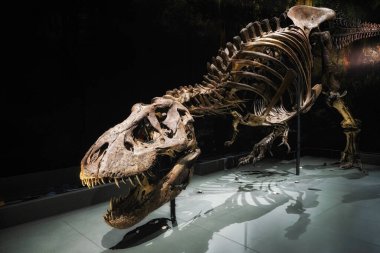 Leiden 'daki Naturalis Biyolojik Çeşitlilik Merkezi' nde Trix adında bir Tyrannosaurus Rex iskeleti. Dişi iskeleti dünya çapında ünlü oldu.