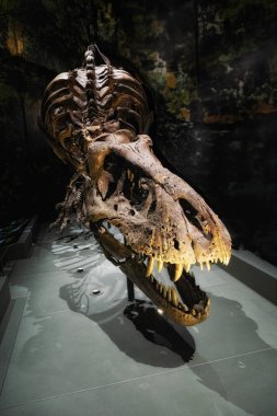 Leiden 'daki Naturalis Biyolojik Çeşitlilik Merkezi' nde Trix adında bir Tyrannosaurus Rex iskeleti. Dişi iskeleti dünya çapında ünlü oldu.