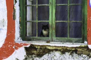 Lima, Peru 'daki eski bir binanın penceresinden sokağa bakan evcil kedi.