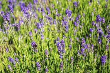Yaban arısı lavanta çiçeklerinin tadını çıkarıyor. Sığ odak