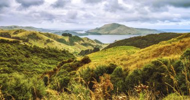 Otago Yarımadası 'ndaki manzara