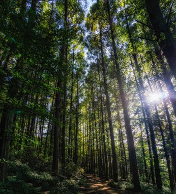 Yaz Ormanı Yolu Seul, Güney Kore 'de yaprakların arasından parlayan güneş ışınlarıyla