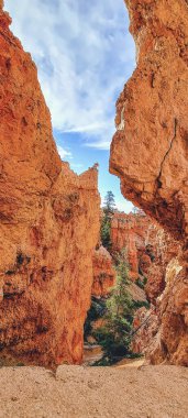 Bryce Kanyonu Navajo Loop yürüyüş yolu boyunca uzanan manzara, Bryce Canyon Ulusal Parkı, Utah, ABD.