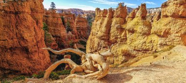 Roots of dead tree in Bryce Canyon National Park. Utah. USA. clipart